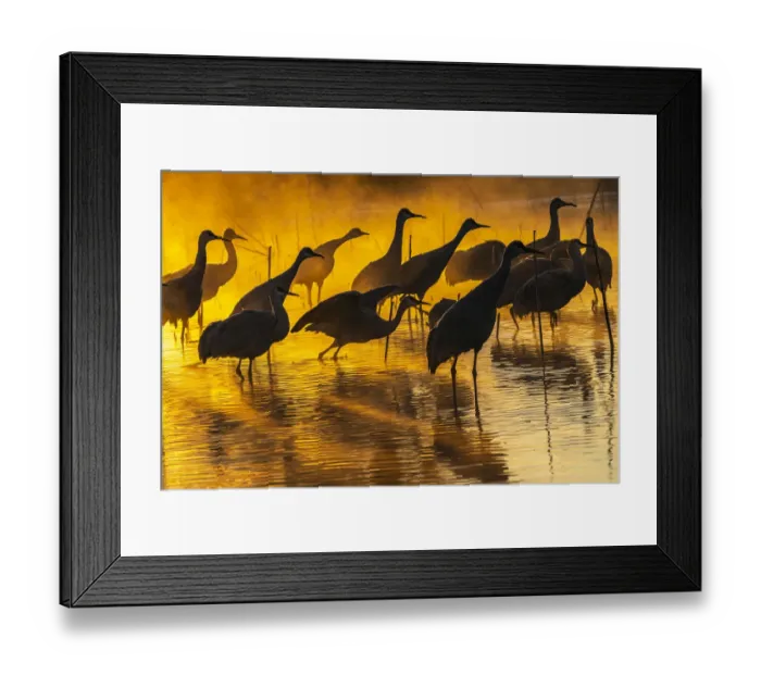 Framed Print : USA, New Mexico, Bernardo Wildlife Management Area. Sandhill cranes in water on foggy