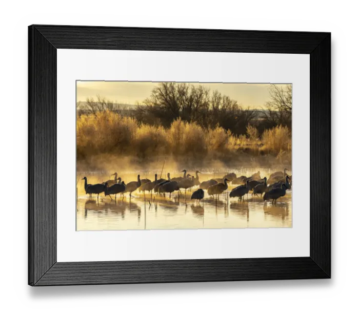Framed Print : USA, New Mexico, Bernardo Wildlife Management Area. Sandhill cranes in water on foggy