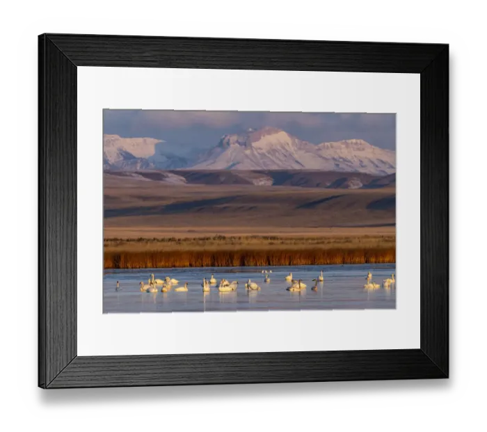 Framed Print : Tundra Swans with Ear Mountain in background during spring migration at Freezeout Lake Framed Print : Tundra Swans with Ear Mountain in background during spring migration at Freezeout Lake