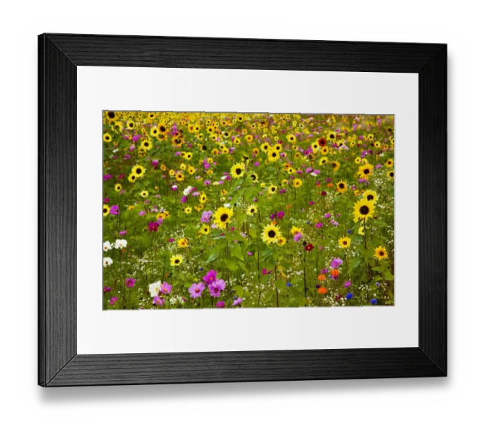 Framed Print : USA, New Hampshire meridian planted with sunflowers and cosmos flowers along Interstate Framed Print : USA, New Hampshire meridian planted with sunflowers and cosmos flowers along Interstate