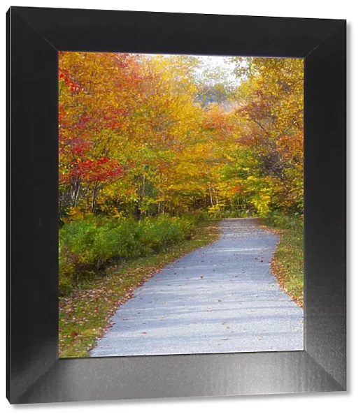 USA, New Hampshire, Franconia, one lane roadway with fallen Autumn leaves