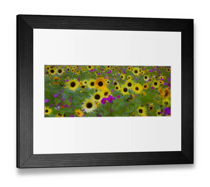 Framed Print : USA, New Hampshire meridian planted with sunflowers and cosmos flowers along Interstate Framed Print : USA, New Hampshire meridian planted with sunflowers and cosmos flowers along Interstate