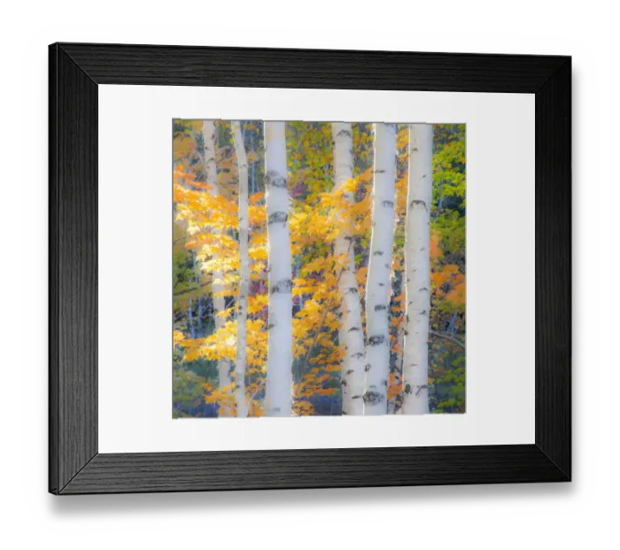 Framed Print : USA, New Hampshire, Franconia, Autumn Colors surrounding group of White Birch tree trunks Framed Print : USA, New Hampshire, Franconia, Autumn Colors surrounding group of White Birch tree trunks