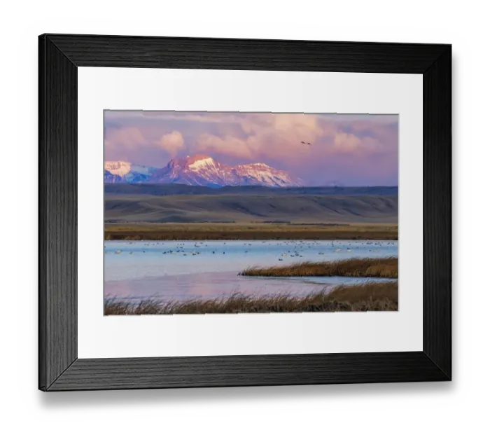 Framed Print : Birds in pond with Ear Mountain in background during spring migration at Freezeout Lake Framed Print : Birds in pond with Ear Mountain in background during spring migration at Freezeout Lake