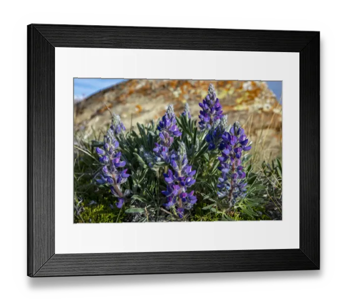 Framed Print : Lupine wildflowers along the Rocky Mountain Front near Choteau, Montana, USA