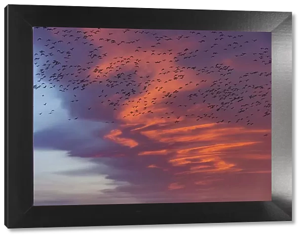 Snow geese lift off with dramatic lenticular cloud sunrise sky during spring migration at
