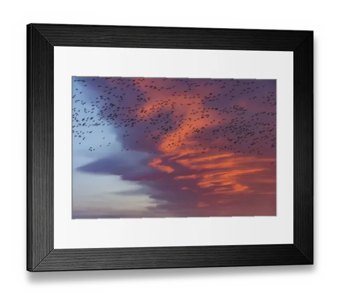 Framed Print : Snow geese lift off with dramatic lenticular cloud sunrise sky during spring migration Framed Print : Snow geese lift off with dramatic lenticular cloud sunrise sky during spring migration