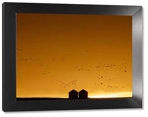 Snow geese silhouetted against dramatic sunrise sky during spring migration at Freezeout