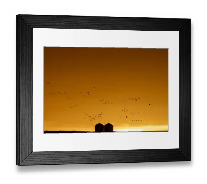 Framed Print : Snow geese silhouetted against dramatic sunrise sky during spring migration at Freezeout