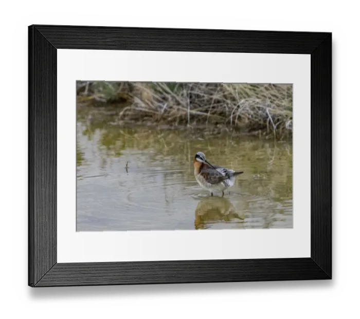 Framed Print : Wilsons Phalarope at Freezeout Lake Wildlife Management Area near Fairfield, Montana, USA Framed Print : Wilsons Phalarope at Freezeout Lake Wildlife Management Area near Fairfield, Montana, USA