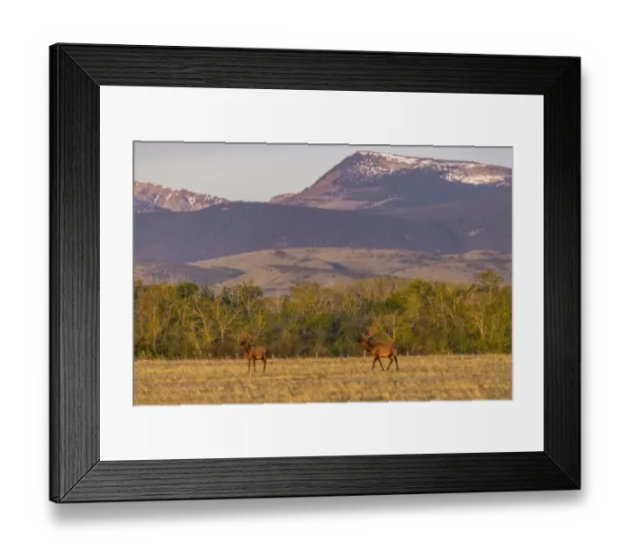 Framed Print : Bull elk in velvet along the Rocky Mountain Front near Choteau, Montana, USA