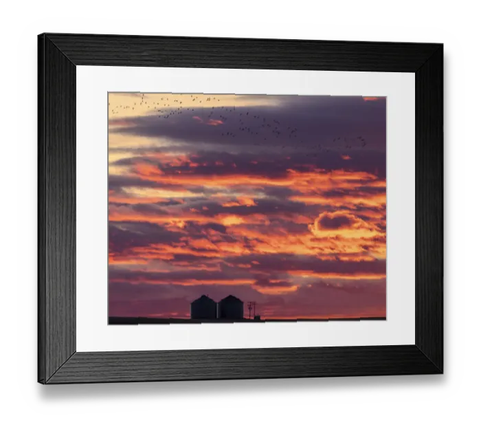 Framed Print : Snow geese silhouetted against sunrise sky during spring migration at Freezeout Lake