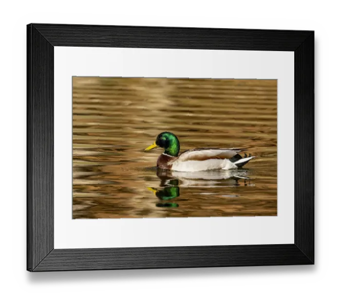 Framed Print : Mallard ducks at Woodland Park in Kalispell, Montana, USA