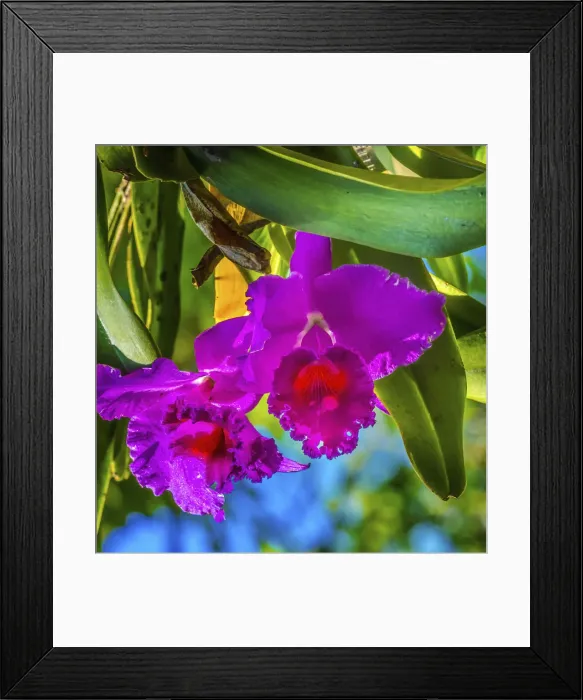 Framed Print : Tropical flowers, Florida