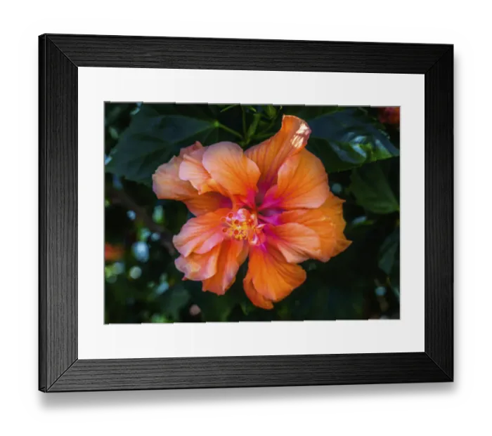 Framed Print : Tropical hibiscus flowers, Florida. Tropical hibiscus has many varieties Framed Print : Tropical hibiscus flowers, Florida. Tropical hibiscus has many varieties