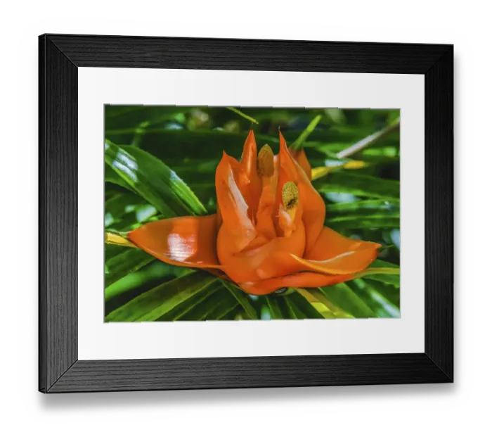 Framed Print : Colorful orange flower, Florida. Pandanus produces and edible fruit Framed Print : Colorful orange flower, Florida. Pandanus produces and edible fruit