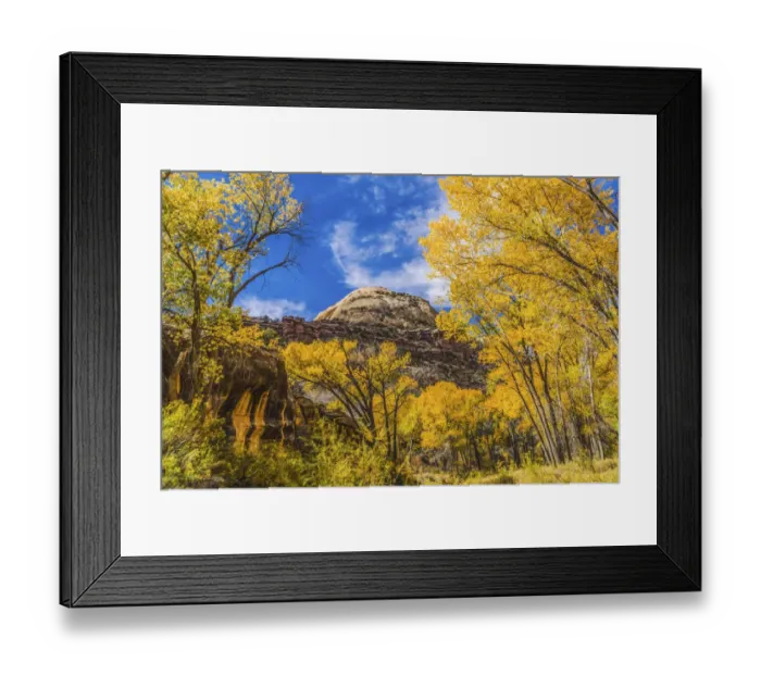 Framed Print : Colorful yellow cottonwood trees, Canyonlands National Park, Needles District, Utah Framed Print : Colorful yellow cottonwood trees, Canyonlands National Park, Needles District, Utah