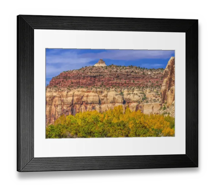 Framed Print : Colorful yellow cottonwood trees White Red Mountain Autumn, Canyonlands National Park Framed Print : Colorful yellow cottonwood trees White Red Mountain Autumn, Canyonlands National Park