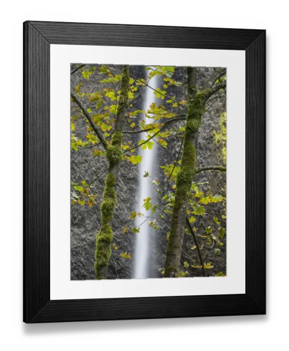 Framed Print : Oregon, Columbia River Gorge National Scenic Area, Latourell Falls Framed Print : Oregon, Columbia River Gorge National Scenic Area, Latourell Falls