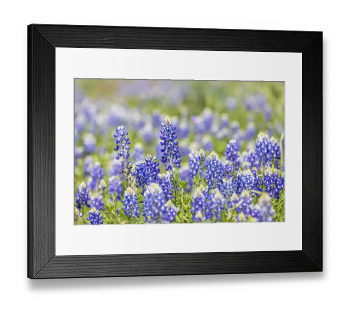 Framed Print : Johnson City, Texas, USA. Bluebonnet wildflowers in the Texas Hill Country Framed Print : Johnson City, Texas, USA. Bluebonnet wildflowers in the Texas Hill Country