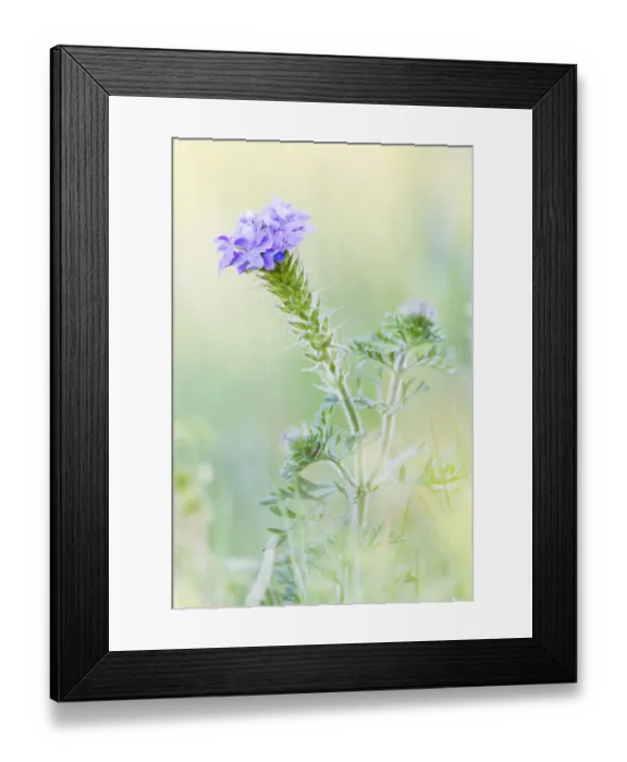 Framed Print : Lampasas, Texas, USA. Prairie Verbena wildflowers in the Texas Hill Country Framed Print : Lampasas, Texas, USA. Prairie Verbena wildflowers in the Texas Hill Country