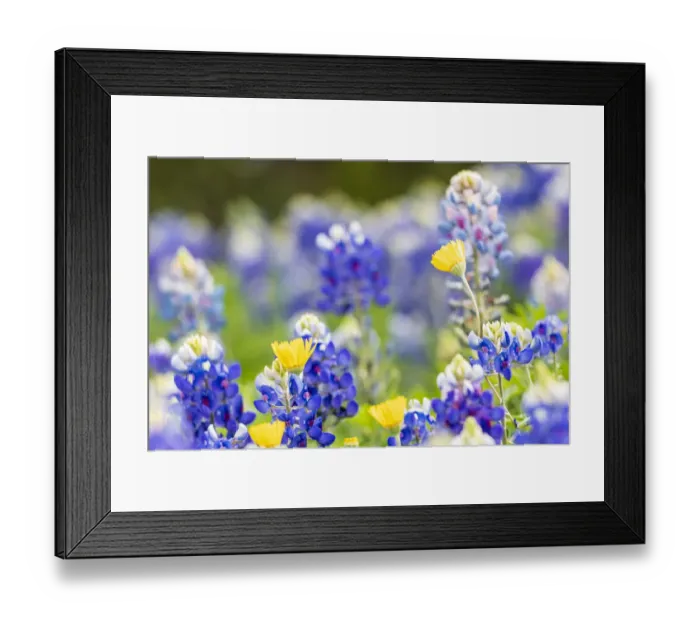 Framed Print : Johnson City, Texas, USA. Bluebonnet wildflowers in the Texas Hill Country Framed Print : Johnson City, Texas, USA. Bluebonnet wildflowers in the Texas Hill Country