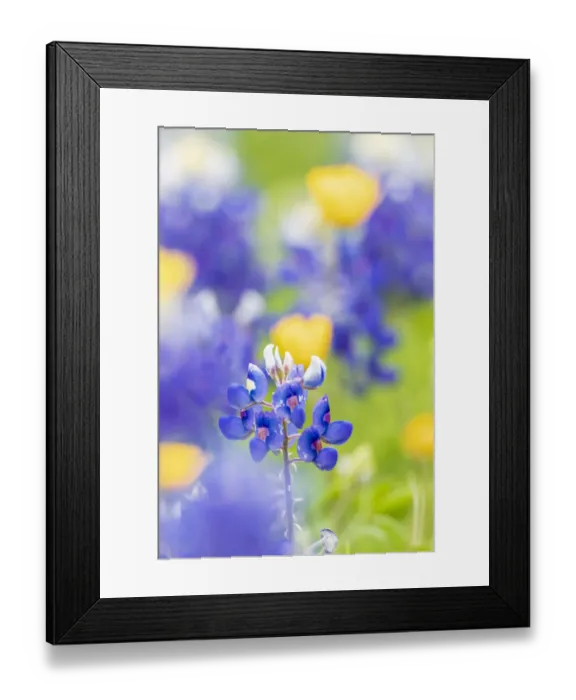 Framed Print : Johnson City, Texas, USA. Bluebonnet wildflowers in the Texas Hill Country Framed Print : Johnson City, Texas, USA. Bluebonnet wildflowers in the Texas Hill Country