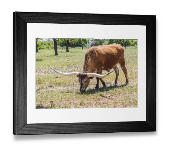 Framed Print : Marble Falls, Texas, USA. Longhorn cattle in the Texas Hill Country Framed Print : Marble Falls, Texas, USA. Longhorn cattle in the Texas Hill Country