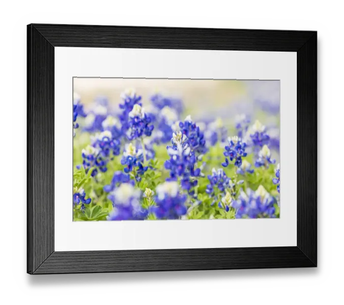 Framed Print : Johnson City, Texas, USA. Bluebonnet wildflowers in the Texas Hill Country
