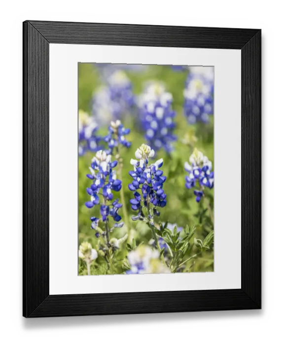 Framed Print : Johnson City, Texas, USA. Bluebonnet wildflowers in the Texas Hill Country Framed Print : Johnson City, Texas, USA. Bluebonnet wildflowers in the Texas Hill Country