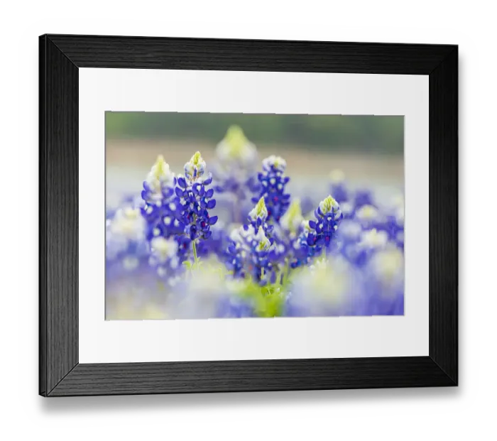 Framed Print : Spicewood, Texas, USA. Bluebonnet wildflowers in the Texas Hill Country Framed Print : Spicewood, Texas, USA. Bluebonnet wildflowers in the Texas Hill Country