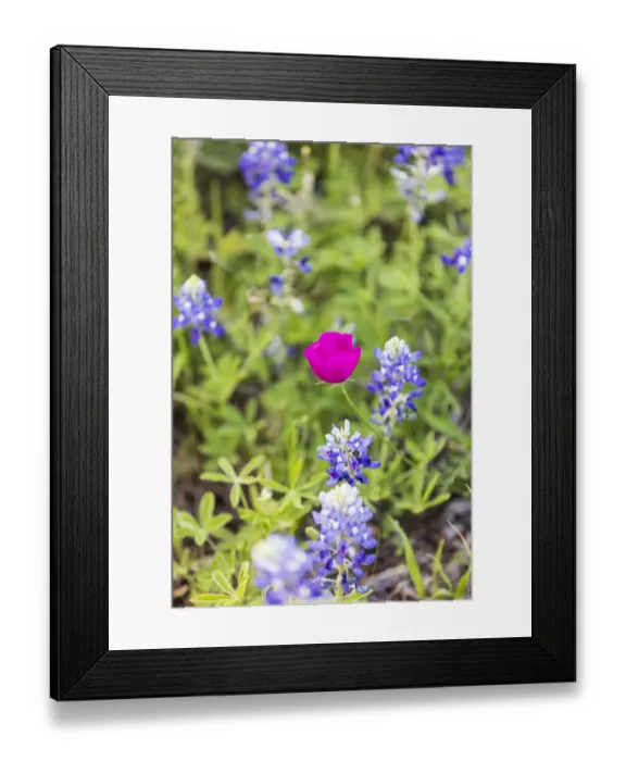 Framed Print : Llano, Texas, USA. Bluebonnet and Winecup wildflowers in the Texas Hill Country Framed Print : Llano, Texas, USA. Bluebonnet and Winecup wildflowers in the Texas Hill Country