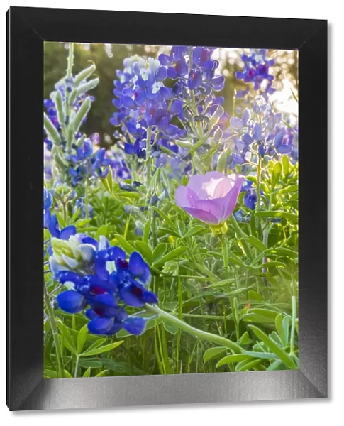 Lampasas, Texas, USA. Pink Evening Primrose and Bluebonnet wildflowers in the Texas Hill
