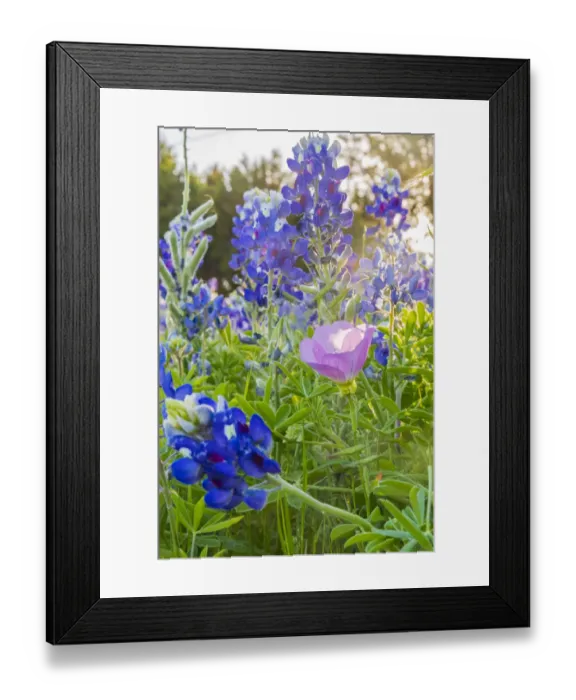 Framed Print : Lampasas, Texas, USA. Pink Evening Primrose and Bluebonnet wildflowers in the Texas Hill Framed Print : Lampasas, Texas, USA. Pink Evening Primrose and Bluebonnet wildflowers in the Texas Hill