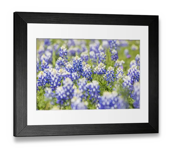 Framed Print : Johnson City, Texas, USA. Bluebonnet wildflowers in the Texas Hill Country Framed Print : Johnson City, Texas, USA. Bluebonnet wildflowers in the Texas Hill Country