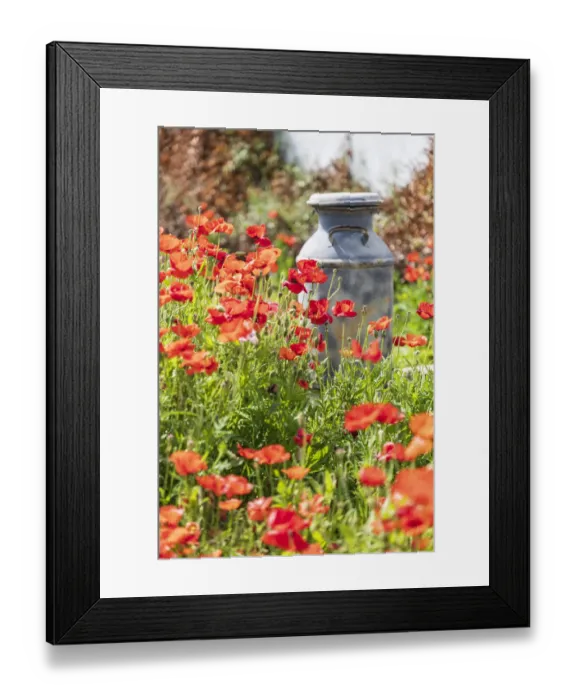 Framed Print : Castroville, Texas, USA. Old milk jug in poppies in the Texas Hill Country Framed Print : Castroville, Texas, USA. Old milk jug in poppies in the Texas Hill Country