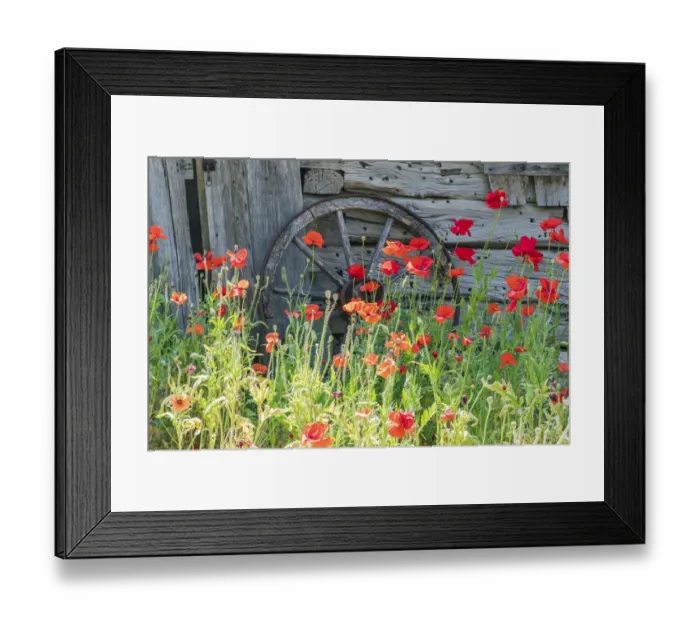 Framed Print : Castroville, Texas, USA. Poppies and historic buildings in the Texas Hill Country