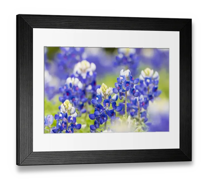 Framed Print : Johnson City, Texas, USA. Bluebonnet wildflowers in the Texas Hill Country Framed Print : Johnson City, Texas, USA. Bluebonnet wildflowers in the Texas Hill Country