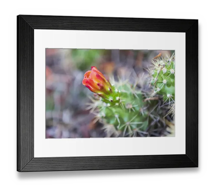 Framed Print : Castroville, Texas, USA. Prickly pear flower in the Texas Hill Country Framed Print : Castroville, Texas, USA. Prickly pear flower in the Texas Hill Country