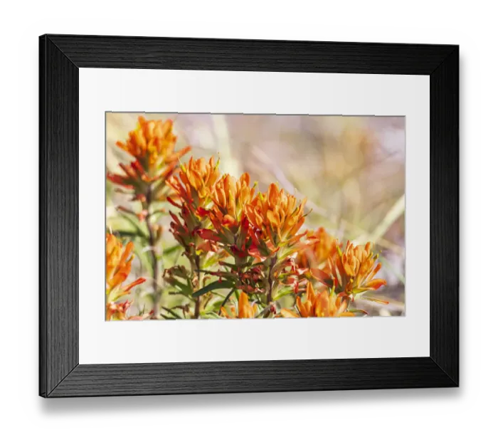 Framed Print : Johnson City, Texas, USA. Indian Paintbrush wildflowers in the Texas Hill Country