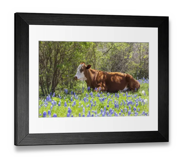 Framed Print : Johnson City, Texas, USA. Cow in bluebonnet wildflowers in the Texas Hill Country Framed Print : Johnson City, Texas, USA. Cow in bluebonnet wildflowers in the Texas Hill Country
