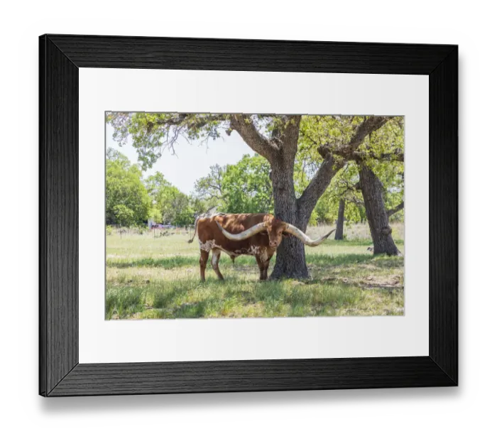 Framed Print : Marble Falls, Texas, USA. Longhorn cattle in the Texas Hill Country Framed Print : Marble Falls, Texas, USA. Longhorn cattle in the Texas Hill Country