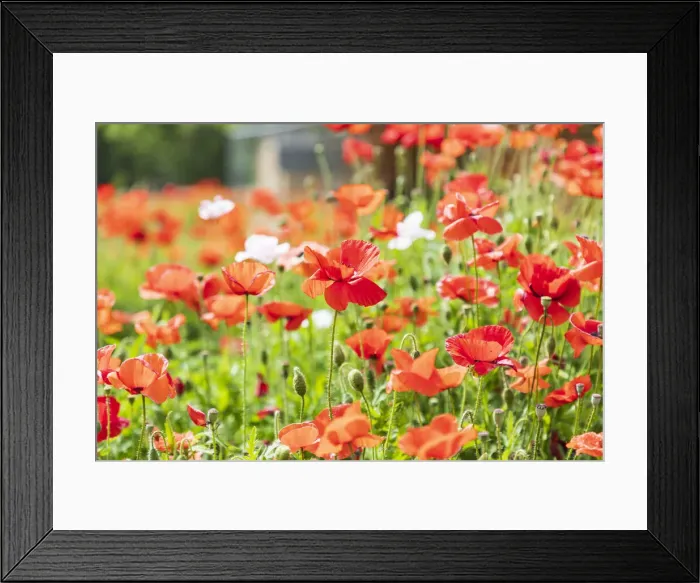 Framed Print : Castroville, Texas, USA. Wild poppies in the Texas Hill Country Framed Print : Castroville, Texas, USA. Wild poppies in the Texas Hill Country