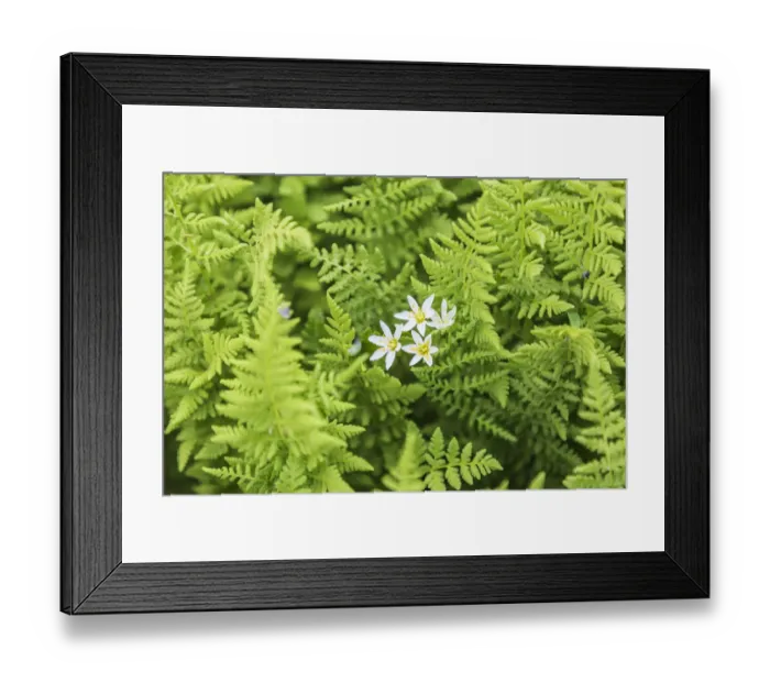 Framed Print : Castroville, Texas, USA. Ferns in the Texas Hill Country Framed Print : Castroville, Texas, USA. Ferns in the Texas Hill Country