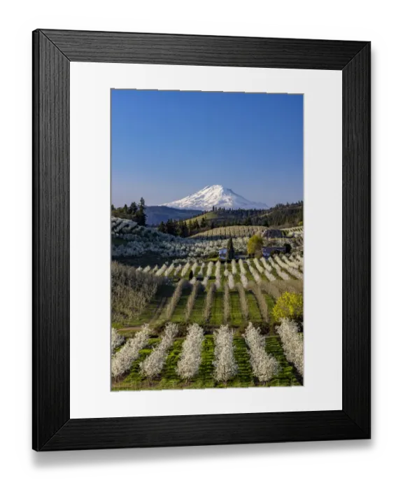 Framed Print : Fruit orchards in full bloom with Mount Adams in Hood River, Oregon, USA Framed Print : Fruit orchards in full bloom with Mount Adams in Hood River, Oregon, USA