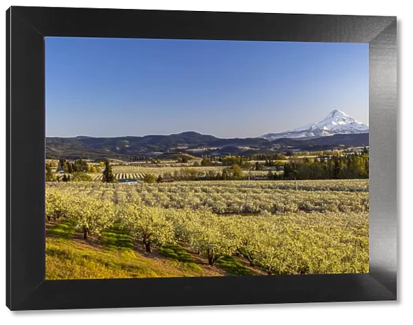 Fruit orchards in full bloom with Mount Hood in Hood River, Oregon, USA