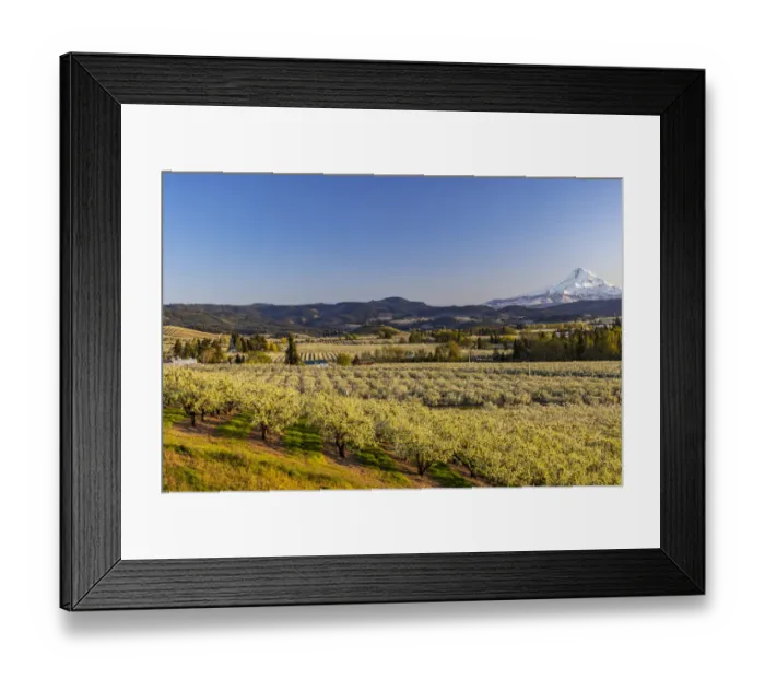 Framed Print : Fruit orchards in full bloom with Mount Hood in Hood River, Oregon, USA Framed Print : Fruit orchards in full bloom with Mount Hood in Hood River, Oregon, USA