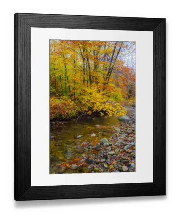 Framed Print : USA, New Hampshire Autumn colors on Maple, Beech trees along the edge of the river Framed Print : USA, New Hampshire Autumn colors on Maple, Beech trees along the edge of the river
