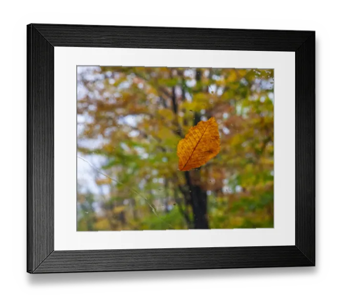 Framed Print : USA, New Hampshire fallen Beech leaf on wet windshield Autumn