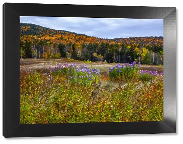 USA, New Hampshire, New England field off of highway 302 with Autumn daisies